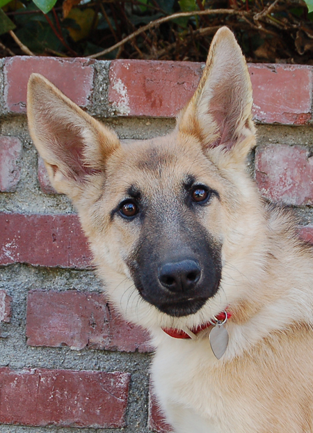 light sable german shepherd