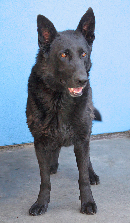 von aries german shepherds