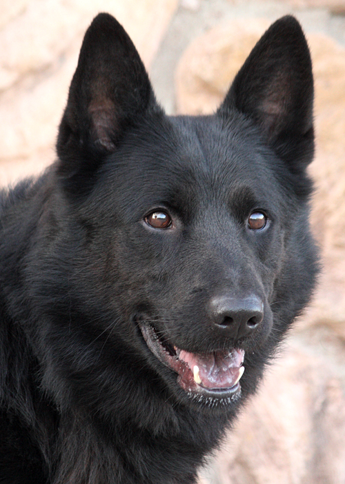 schipperke shepherd mix