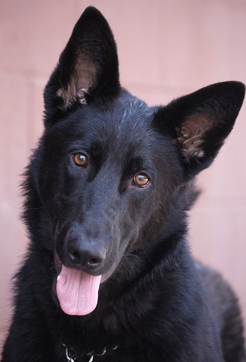 blackjack german shepherds