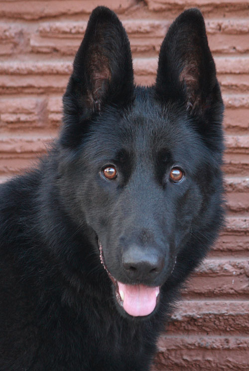 blackjack german shepherds