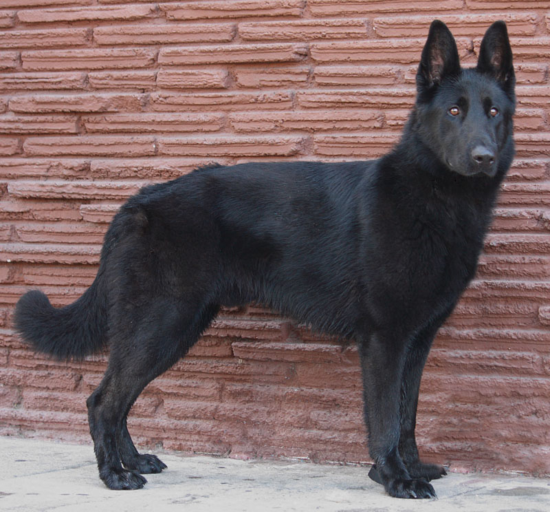 blackjack german shepherds