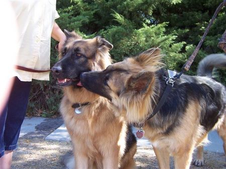 german shepherd rescue california westside german shepherd rescue of los angeles tails of adoption stories german shepherd rescue california westside german shepherd rescue of los angeles tails of adoption stories