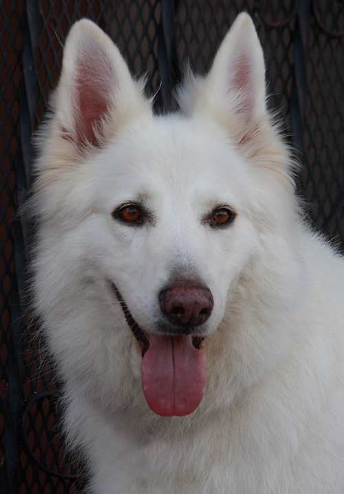 Westside German Shepherd Rescue Of Los Angeles