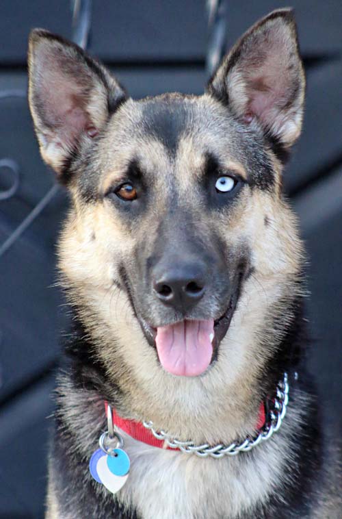 german shepherd husky mix with blue eyes