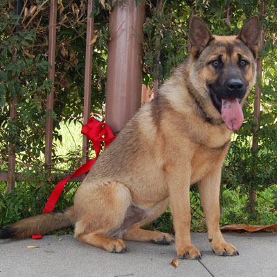 dingo mixed with german shepherd