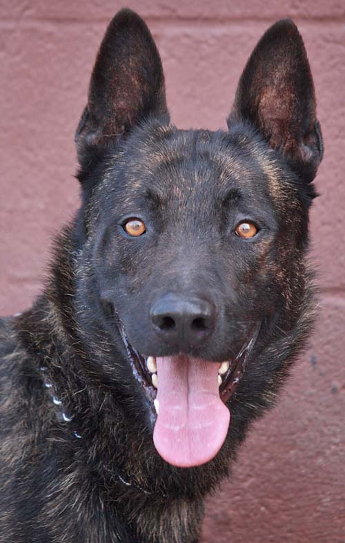 dutch shepherd rescue near me