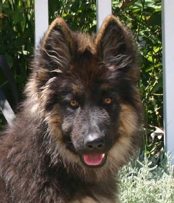 Dylan von Wolfburg is one of the most beautiful long-haired German Shepherd 