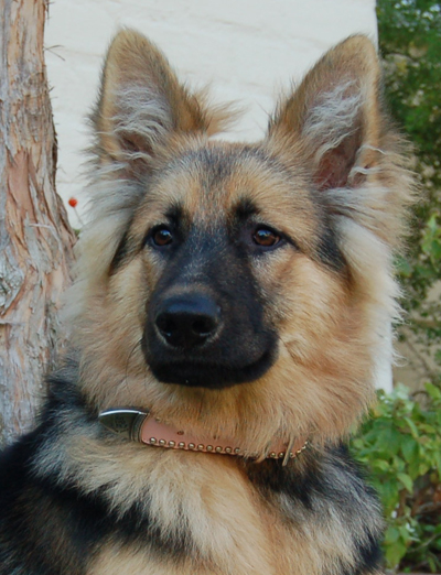 Westside German Shepherd Rescue Of Los Angeles