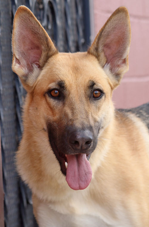 blond german shepherd