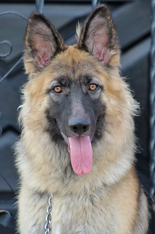 Westside German Shepherd Rescue Of Los Angeles