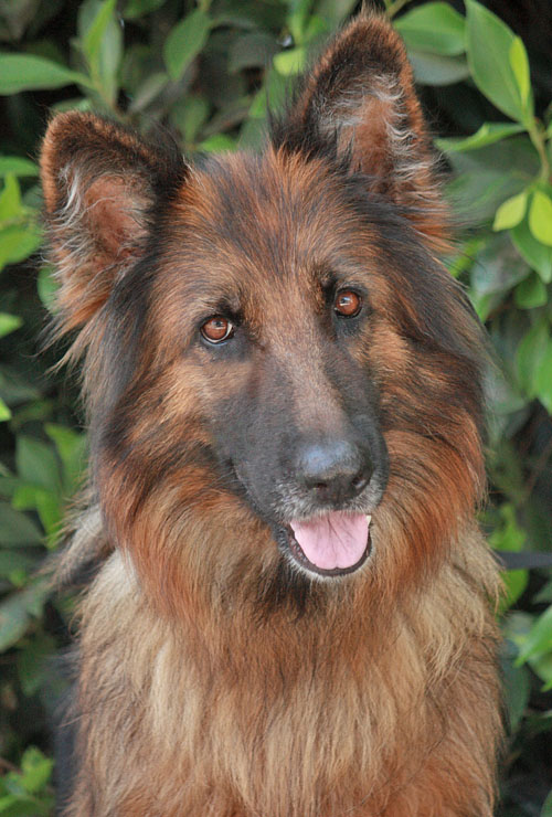 Westside German Shepherd Rescue Of Los Angeles