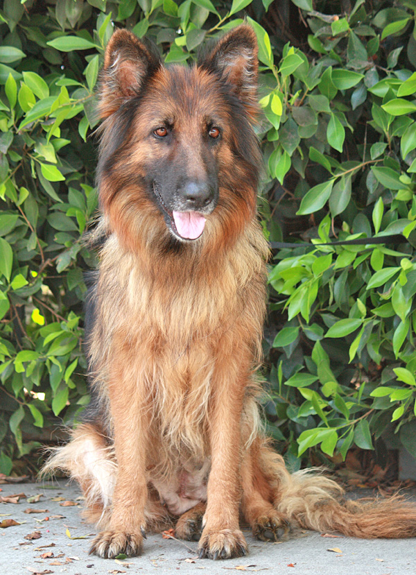 Westside German Shepherd Rescue Of Los Angeles