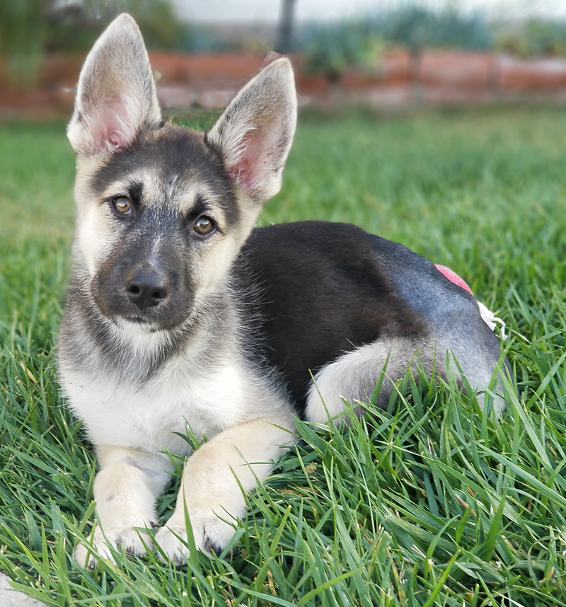 halo german shepherds