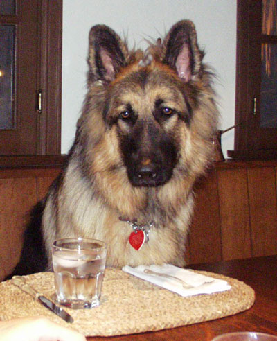 Image result for german shepherd on table