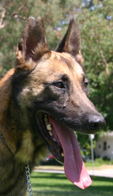 Belgian+malinois+german+shepherd+mix