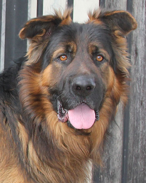 Westside German Shepherd Rescue Of Los Angeles
