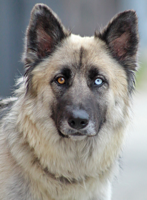Westside German Shepherd Rescue Of Los Angeles