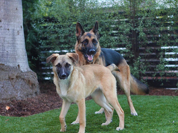 free german shepherds near me