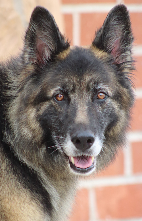 Westside German Shepherd Rescue Of Los Angeles
