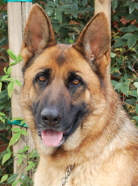 dogs that look like german shepherds westside german shepherd rescue of los angeles dogs that look like german shepherds westside german shepherd rescue of los angeles