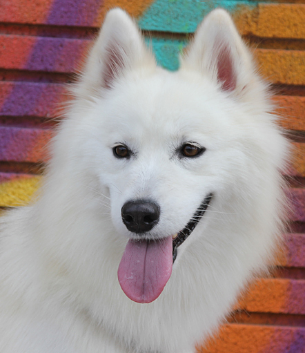 german shepherd samoyed mix