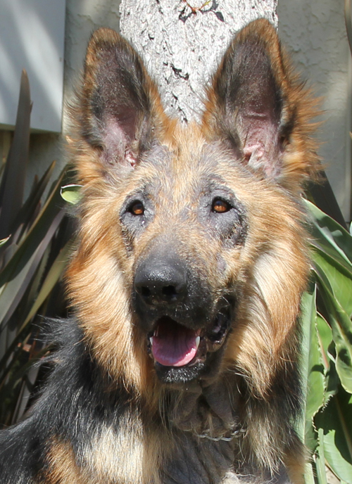 german shepherd mange