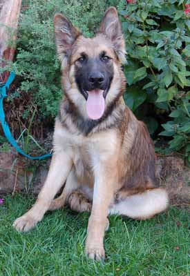 rottweiler rescue of los angeles golden retriever german shepherd mix available for adoption breeds picture rottweiler rescue of los angeles golden retriever german shepherd mix available for adoption breeds picture