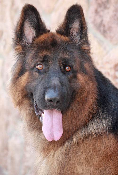 Westside German Shepherd Rescue Of Los Angeles