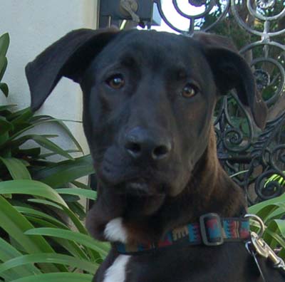 Westside German Shepherd Rescue Of Los Angeles