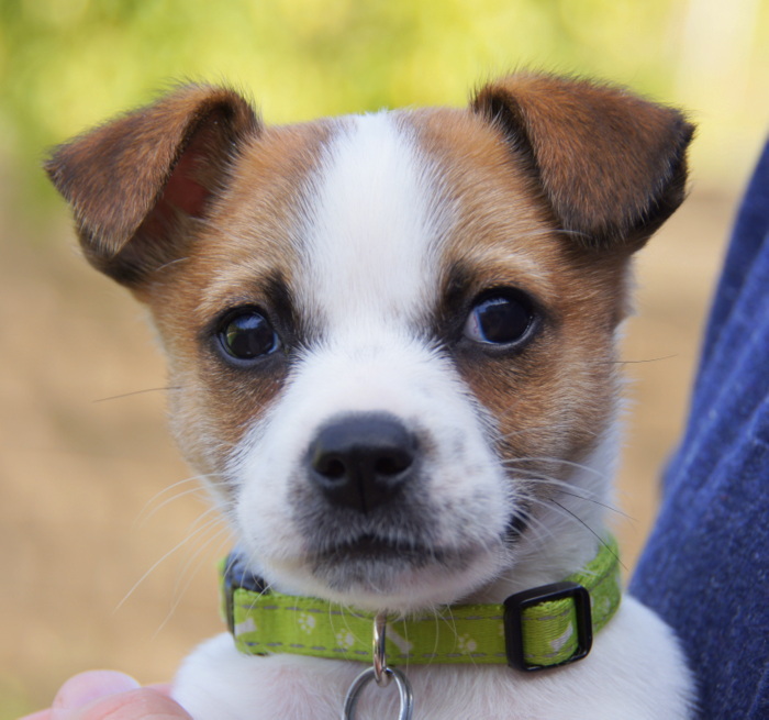 german shepherd and jack russell mix
