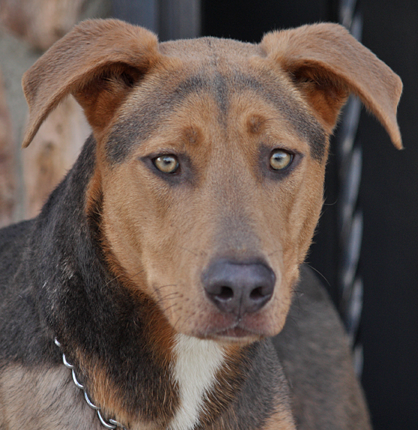 weimaraner german shepherd mix puppies