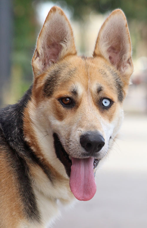 tri state shepherd rescue