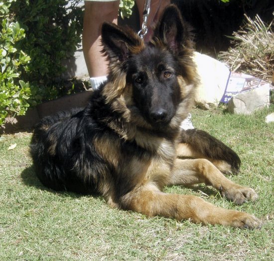 german shepherd puppies reno westside german shepherd rescue of los angeles german shepherd puppies reno westside german shepherd rescue of los angeles