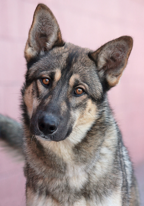 german shepherd elkhound mix