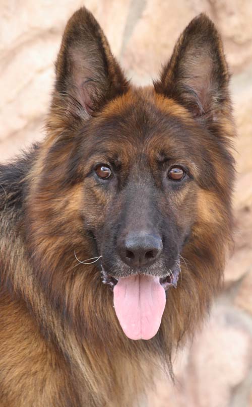 Westside German Shepherd Rescue Of Los Angeles