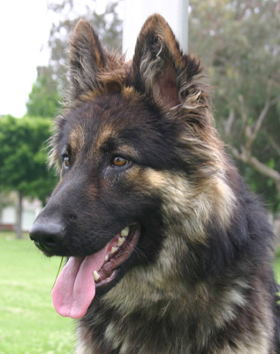 Sedona is an enchanting 10 month old long haired German Shepherd puppy.