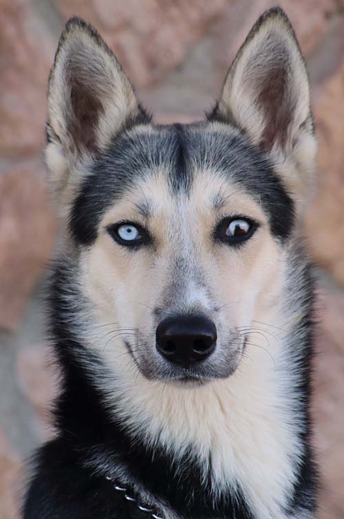 german shepherd husky mix with blue eyes