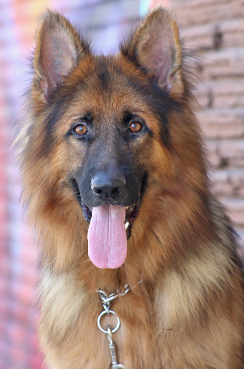 long haired german shepherd for adoption