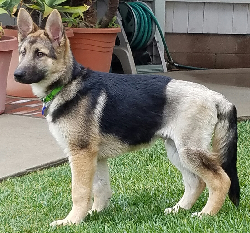 teddy bear german shepherd