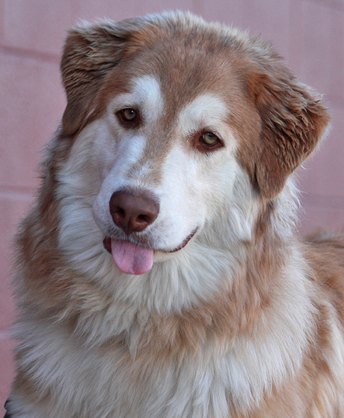 great pyrenees german shepherd husky mix