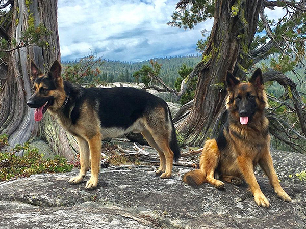 golden gate german shepherd rescue