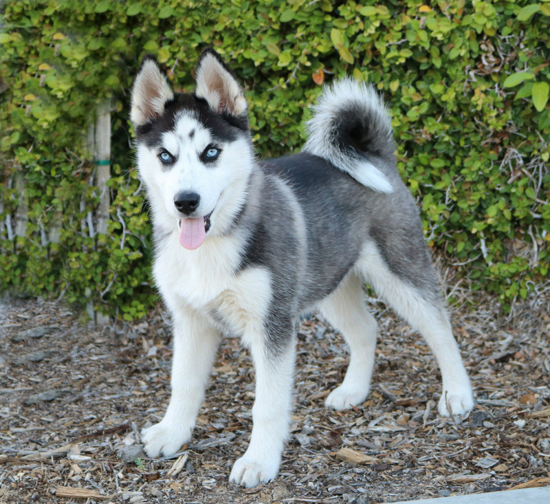 12 week old husky puppy