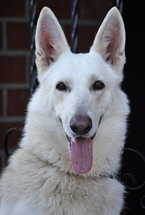 white german shepherd rescue