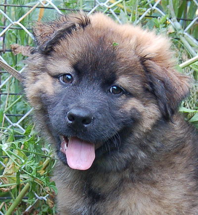 German Shepherd Mastiff Mix