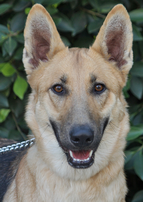 all blonde german shepherd
