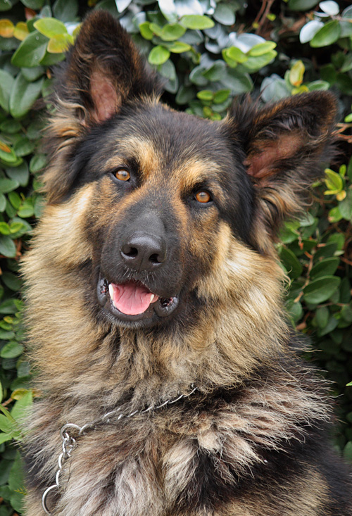 bear german shepherd