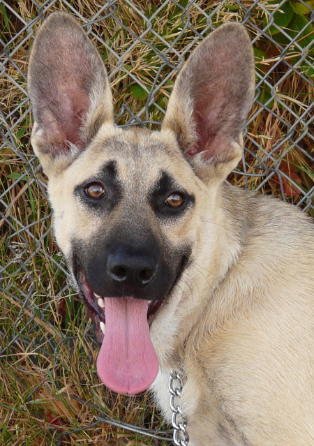german shepherd with big ears