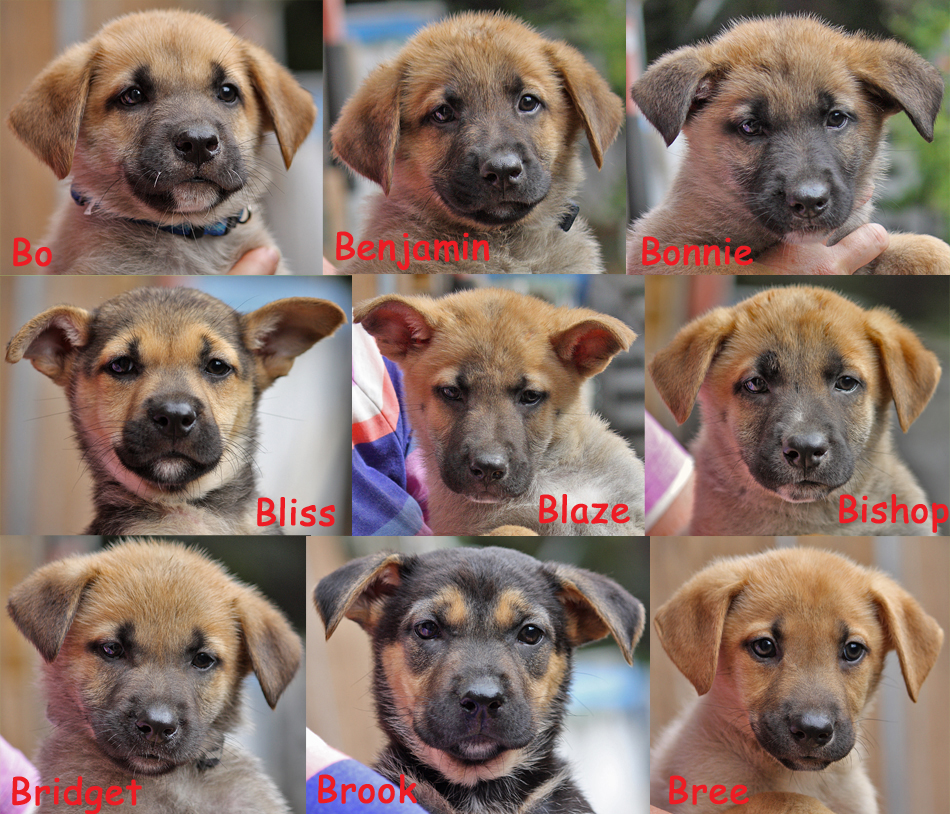 german shepherd puppies for sale in los angeles german shepherd rescue shelter los angeles dogs our friends photo german shepherd puppies for sale in los angeles german shepherd rescue shelter los angeles dogs our friends photo