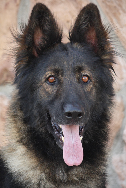 Westside German Shepherd Rescue Of Los Angeles
